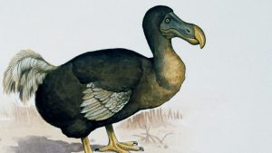 Tech Life: Not as dead as a dodo?